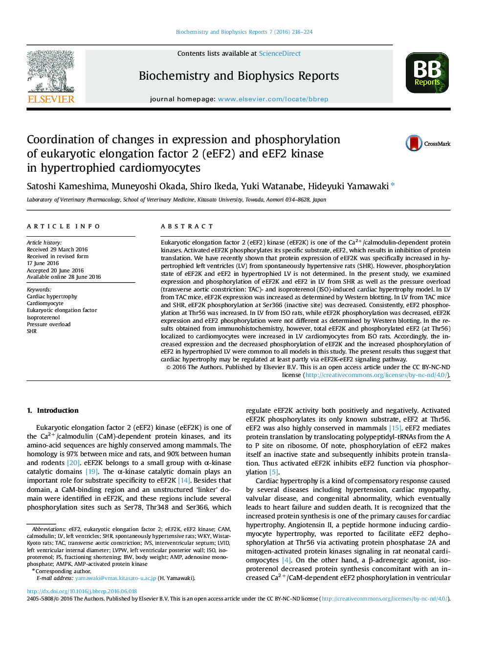 Coordination of changes in expression and phosphorylation of eukaryotic elongation factor 2 (eEF2) and eEF2 kinase in hypertrophied cardiomyocytes