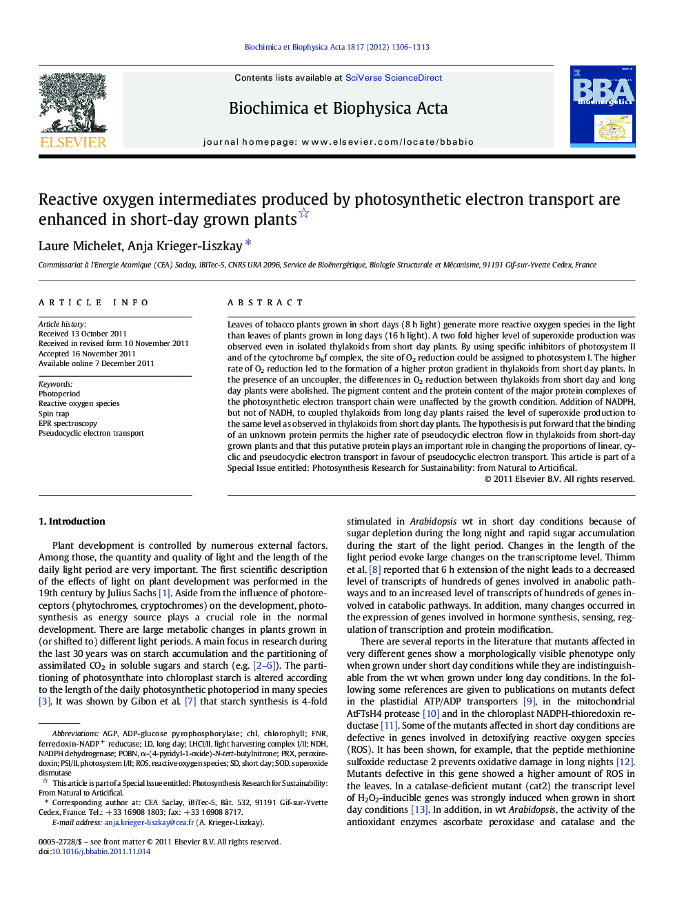 Reactive oxygen intermediates produced by photosynthetic electron transport are enhanced in short-day grown plants 