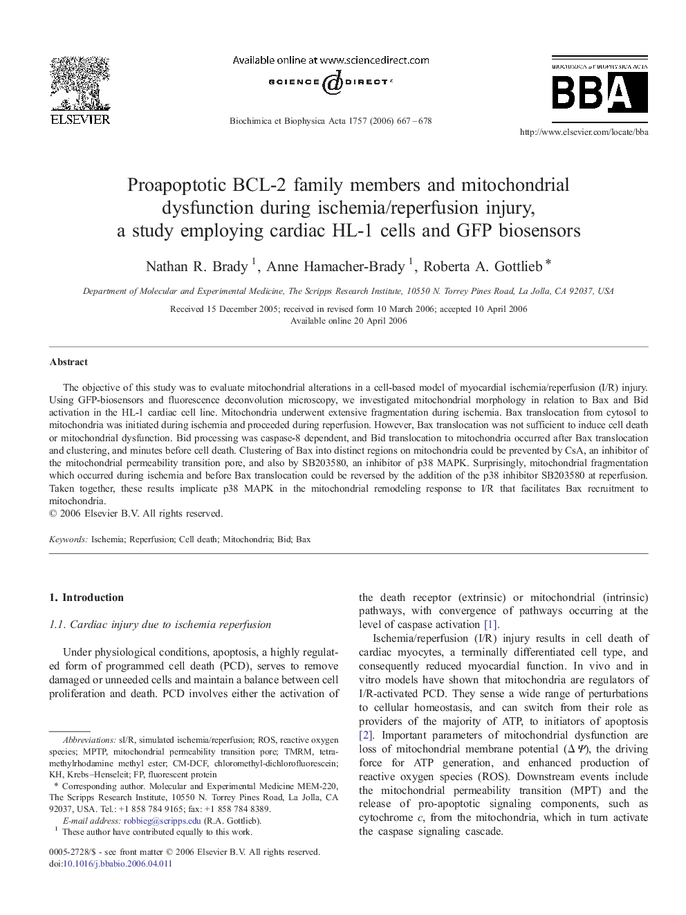 Proapoptotic BCL-2 family members and mitochondrial dysfunction during ischemia/reperfusion injury, a study employing cardiac HL-1 cells and GFP biosensors