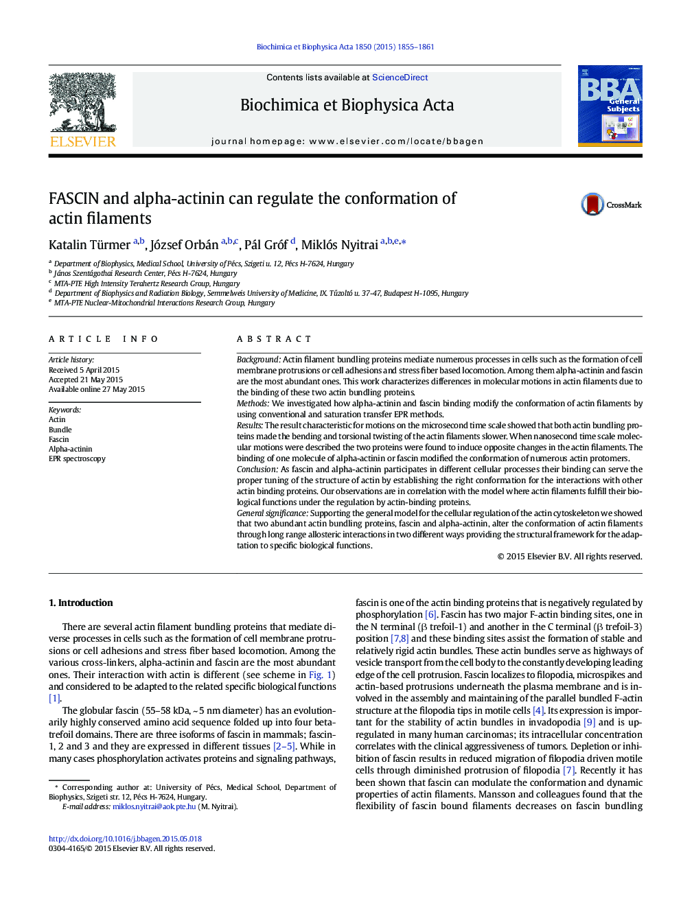 FASCIN and alpha-actinin can regulate the conformation of actin filaments