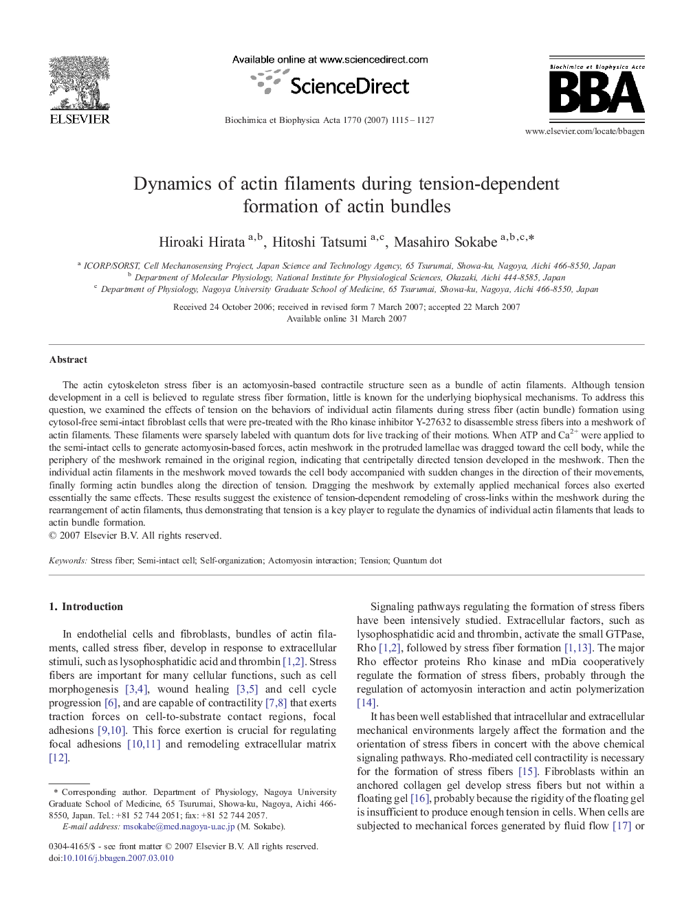 Dynamics of actin filaments during tension-dependent formation of actin bundles