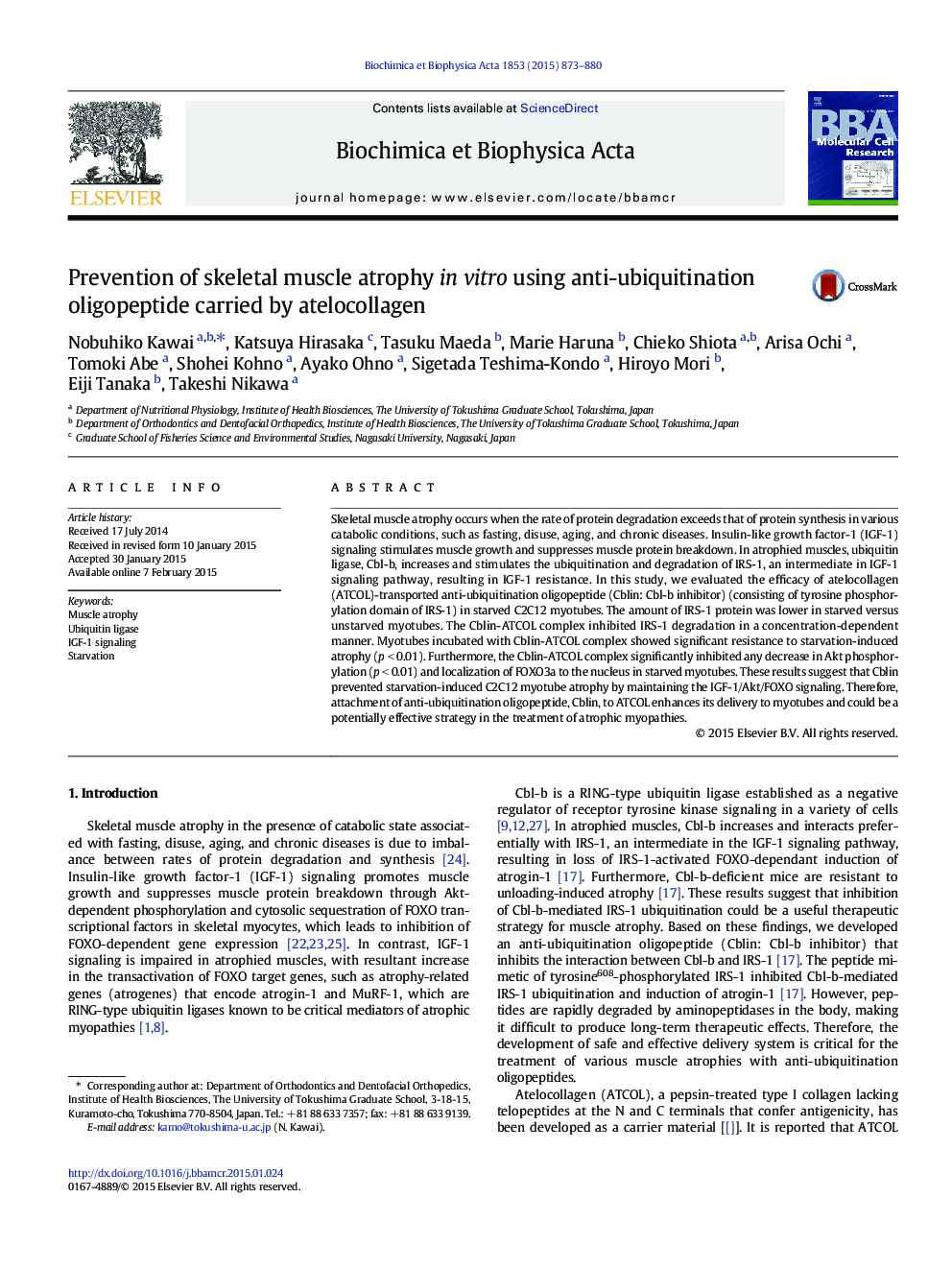 Prevention of skeletal muscle atrophy in vitro using anti-ubiquitination oligopeptide carried by atelocollagen