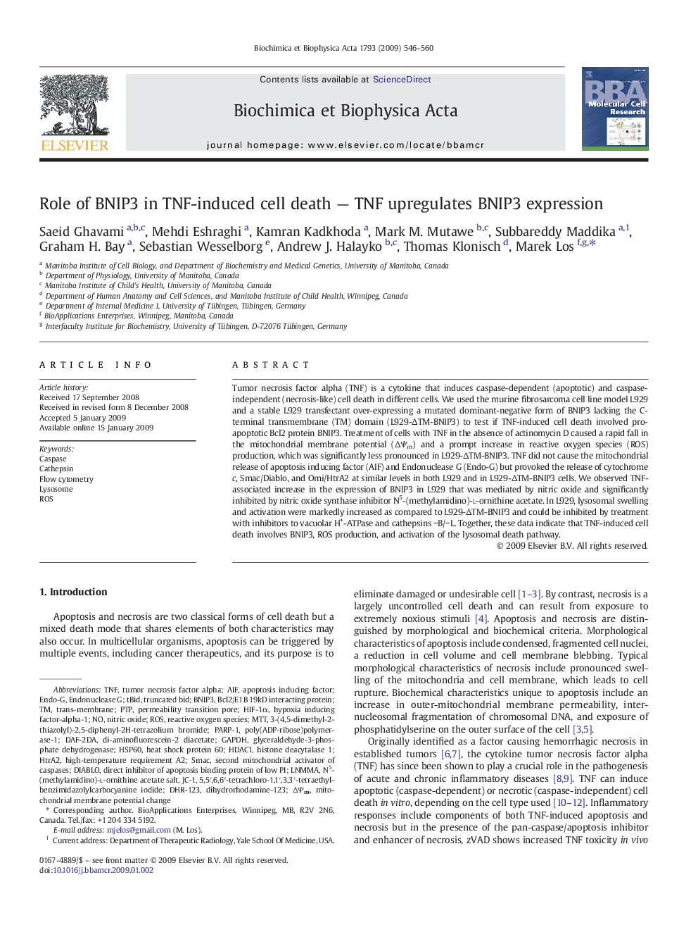 Role of BNIP3 in TNF-induced cell death — TNF upregulates BNIP3 expression