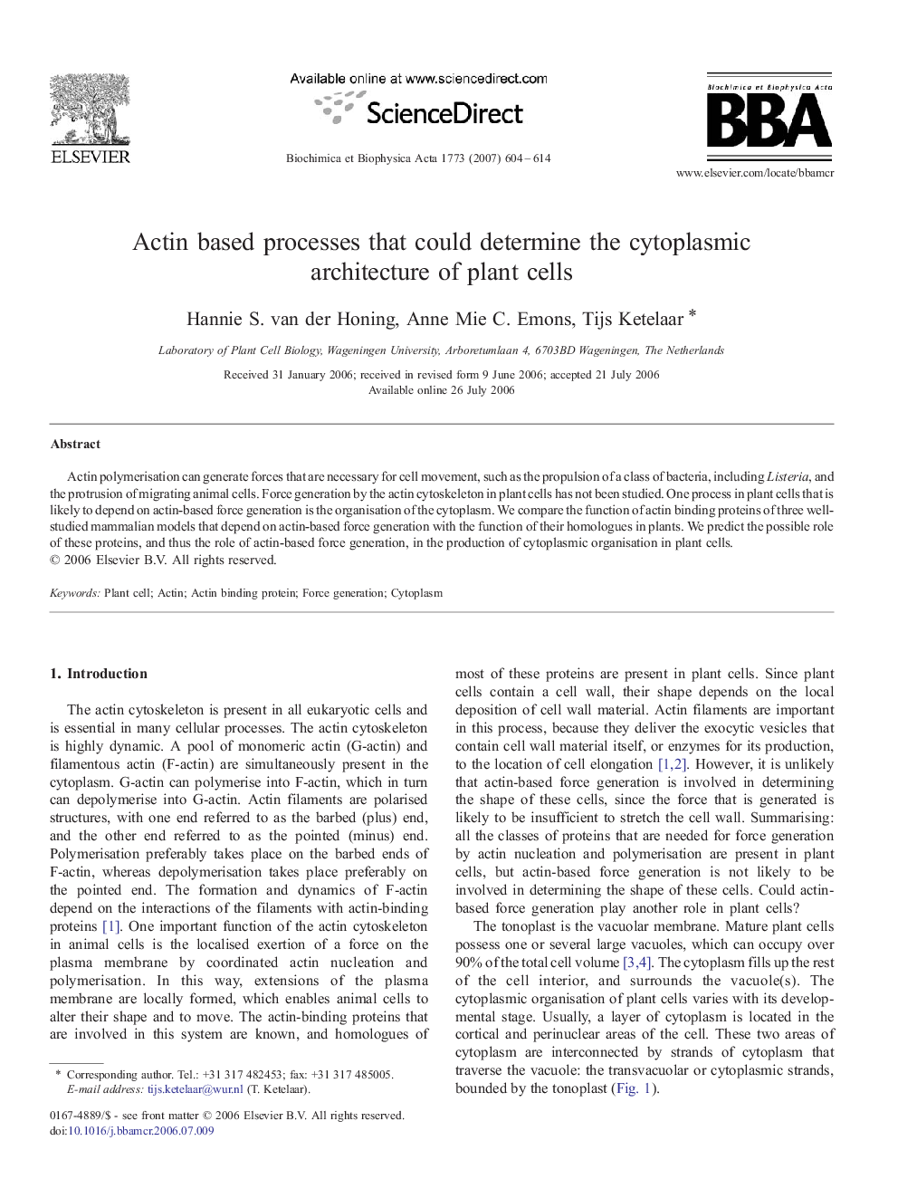 Actin based processes that could determine the cytoplasmic architecture of plant cells