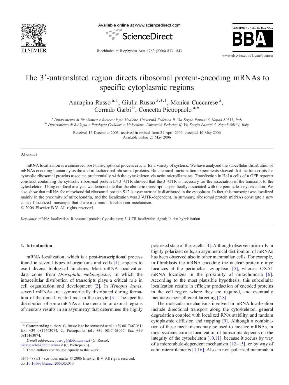 The 3′-untranslated region directs ribosomal protein-encoding mRNAs to specific cytoplasmic regions