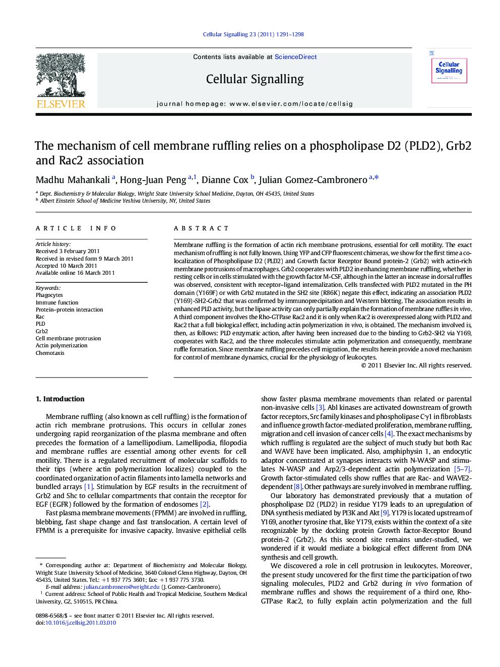 The mechanism of cell membrane ruffling relies on a phospholipase D2 (PLD2), Grb2 and Rac2 association