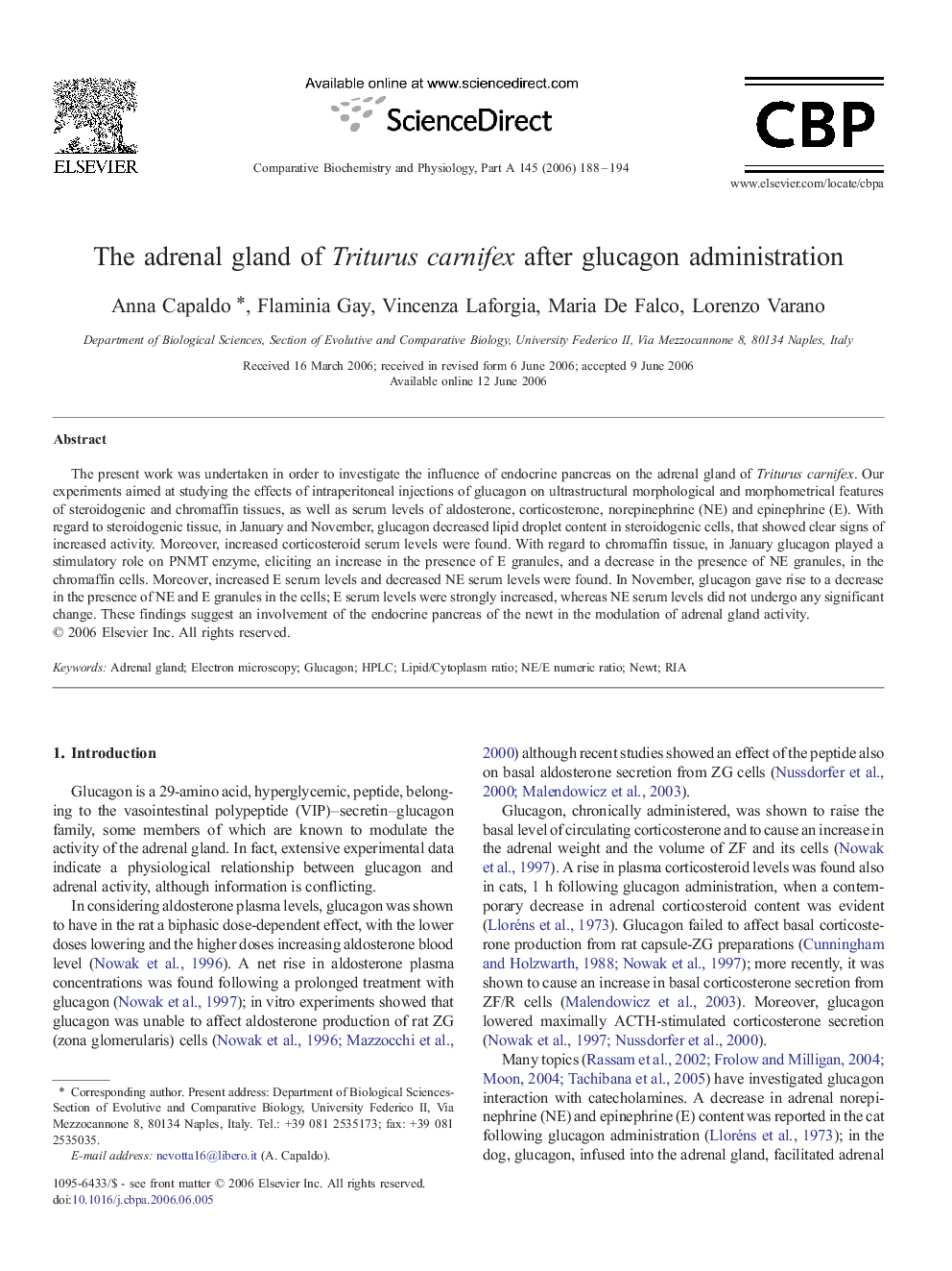 The adrenal gland of Triturus carnifex after glucagon administration