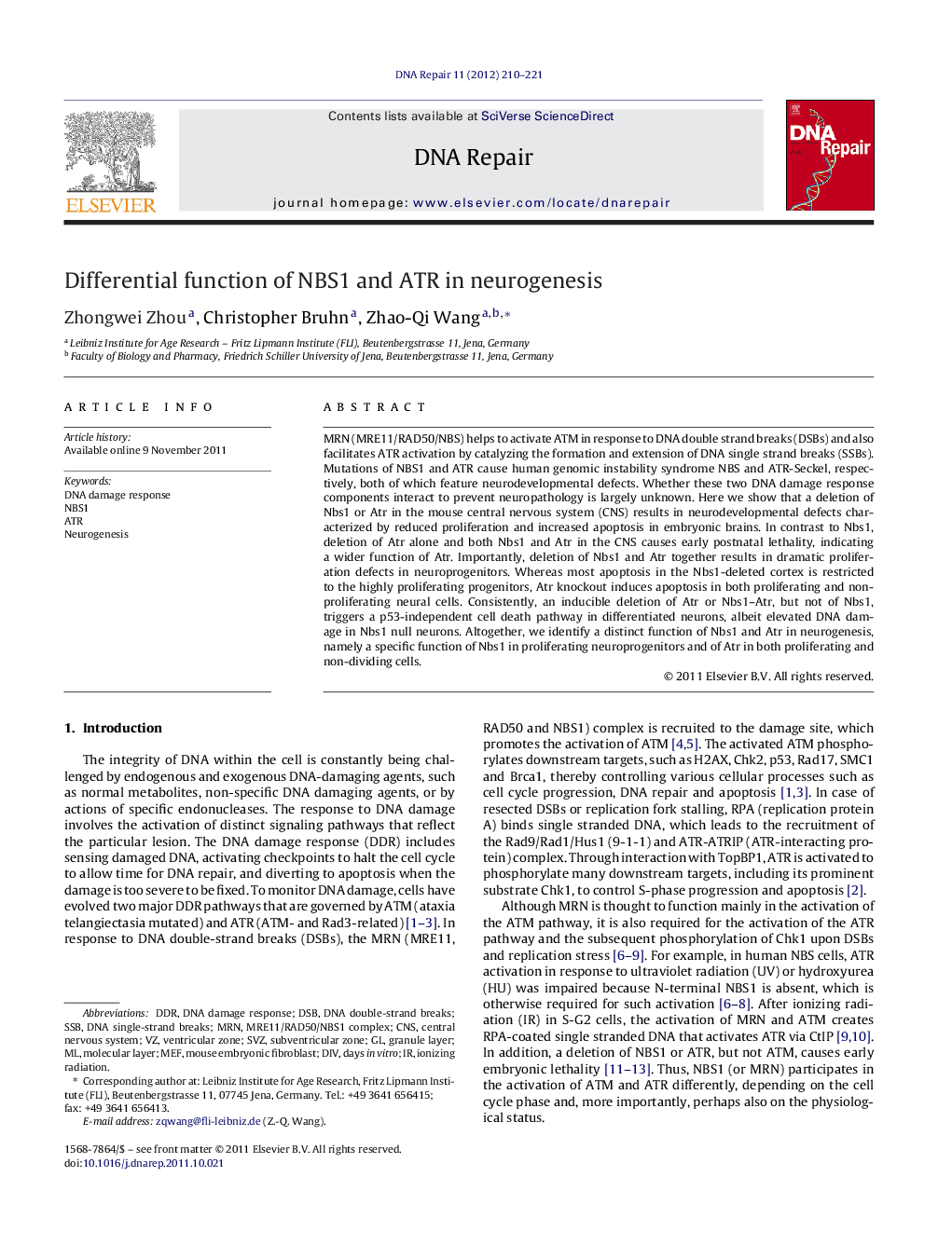 Differential function of NBS1 and ATR in neurogenesis