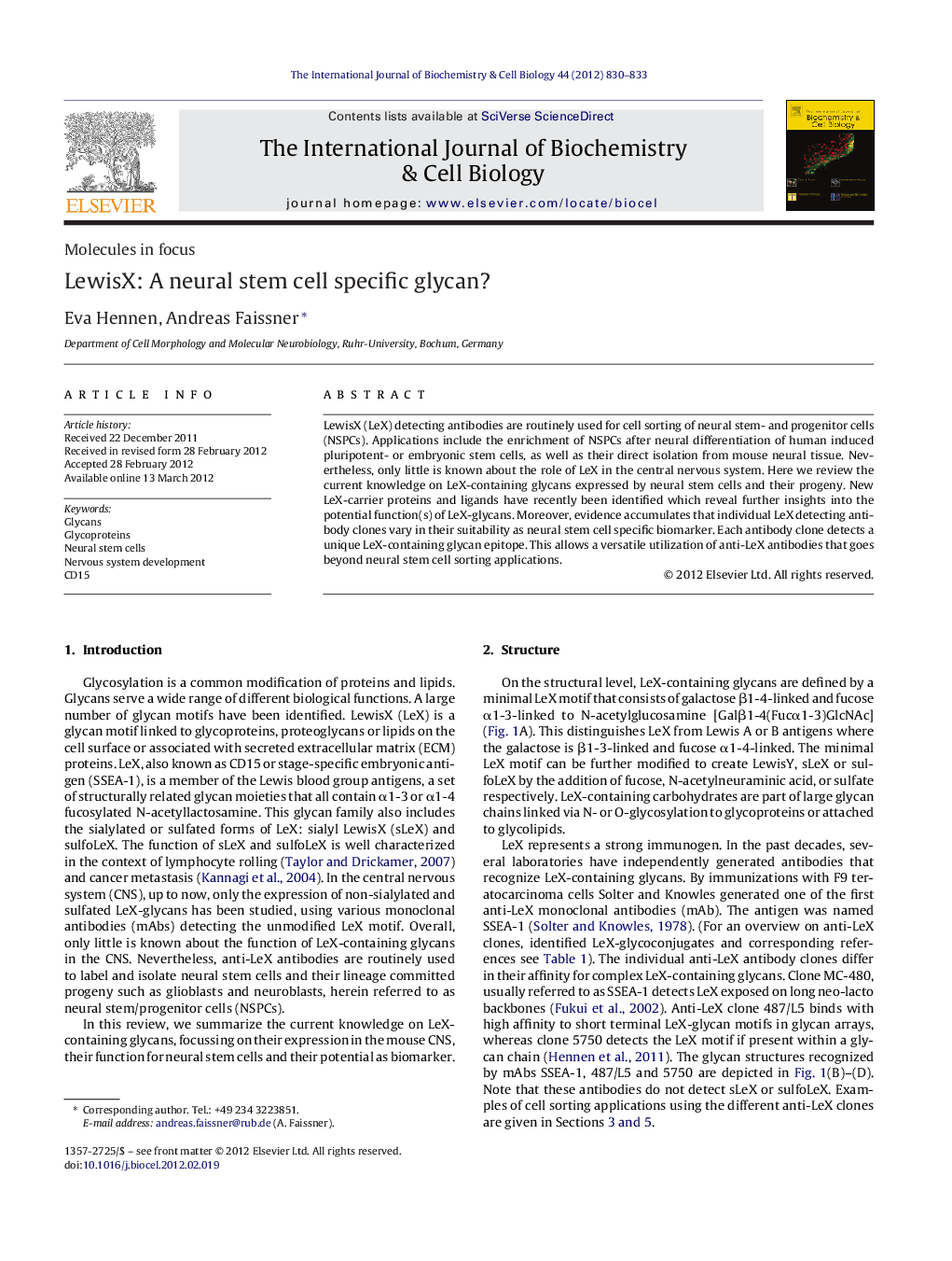 LewisX: A neural stem cell specific glycan?