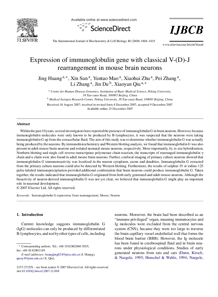 Expression of immunoglobulin gene with classical V-(D)-J rearrangement in mouse brain neurons