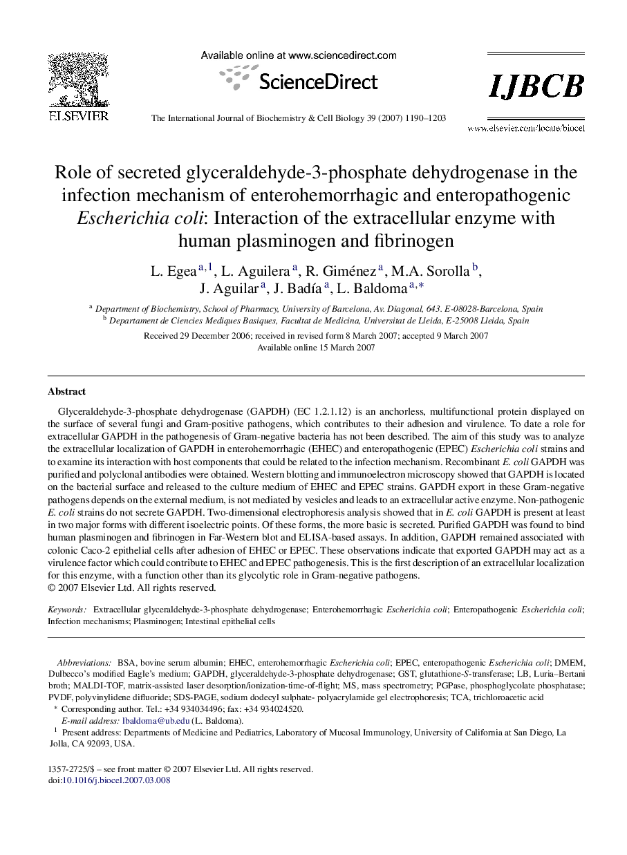 Role of secreted glyceraldehyde-3-phosphate dehydrogenase in the infection mechanism of enterohemorrhagic and enteropathogenic Escherichia coli: Interaction of the extracellular enzyme with human plasminogen and fibrinogen