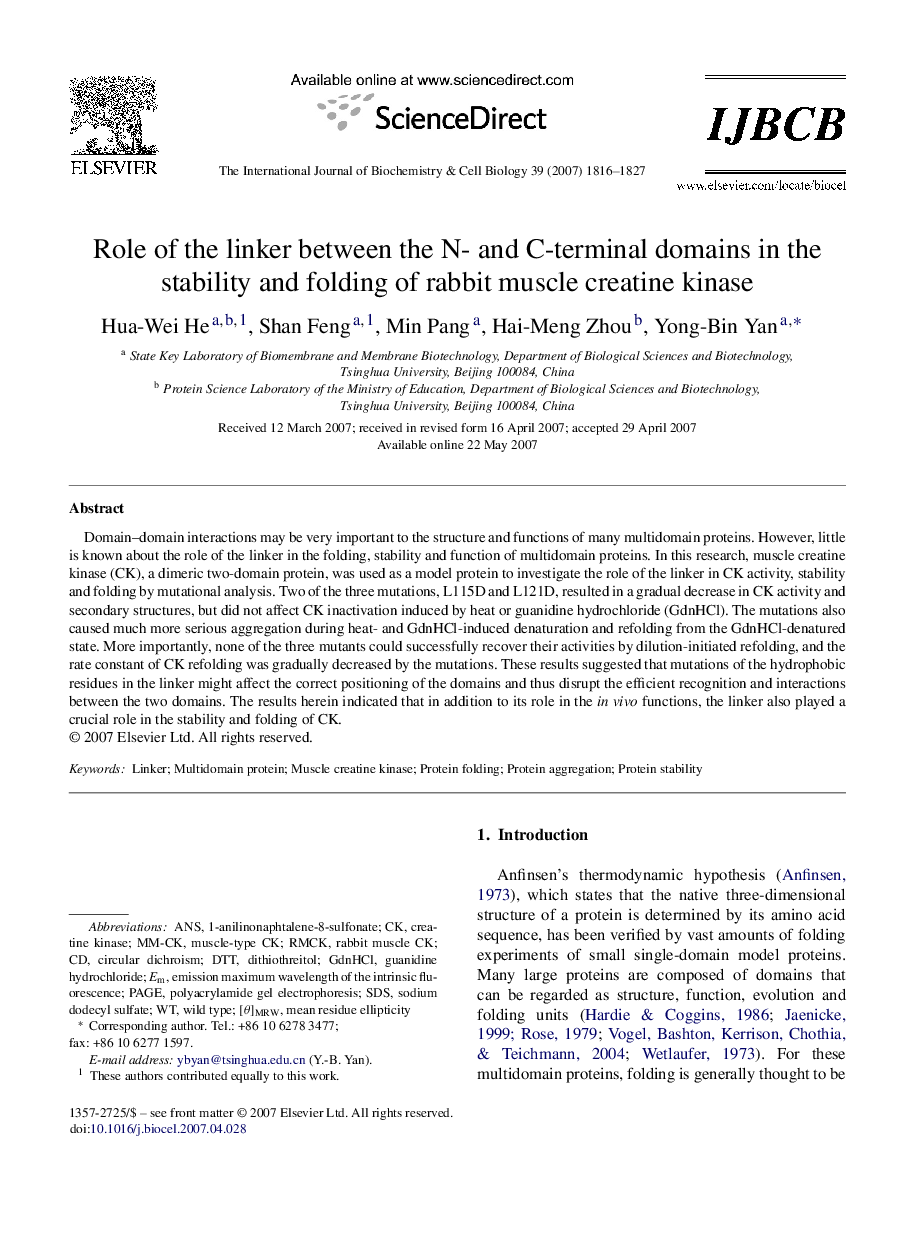 Role of the linker between the N- and C-terminal domains in the stability and folding of rabbit muscle creatine kinase