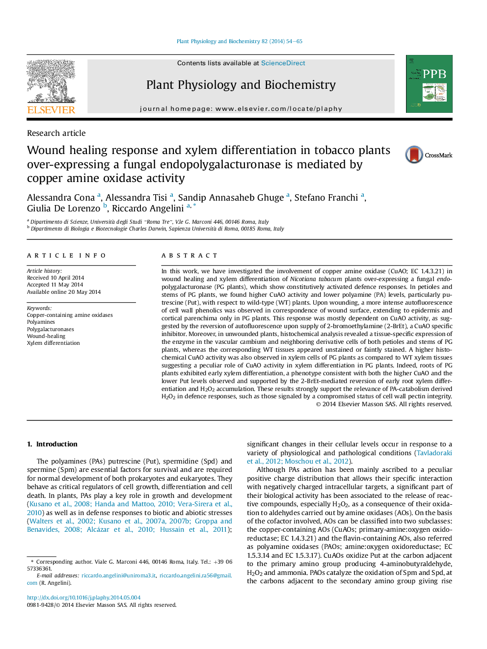 Wound healing response and xylem differentiation in tobacco plants over-expressing a fungal endopolygalacturonase is mediated by copper amine oxidase activity