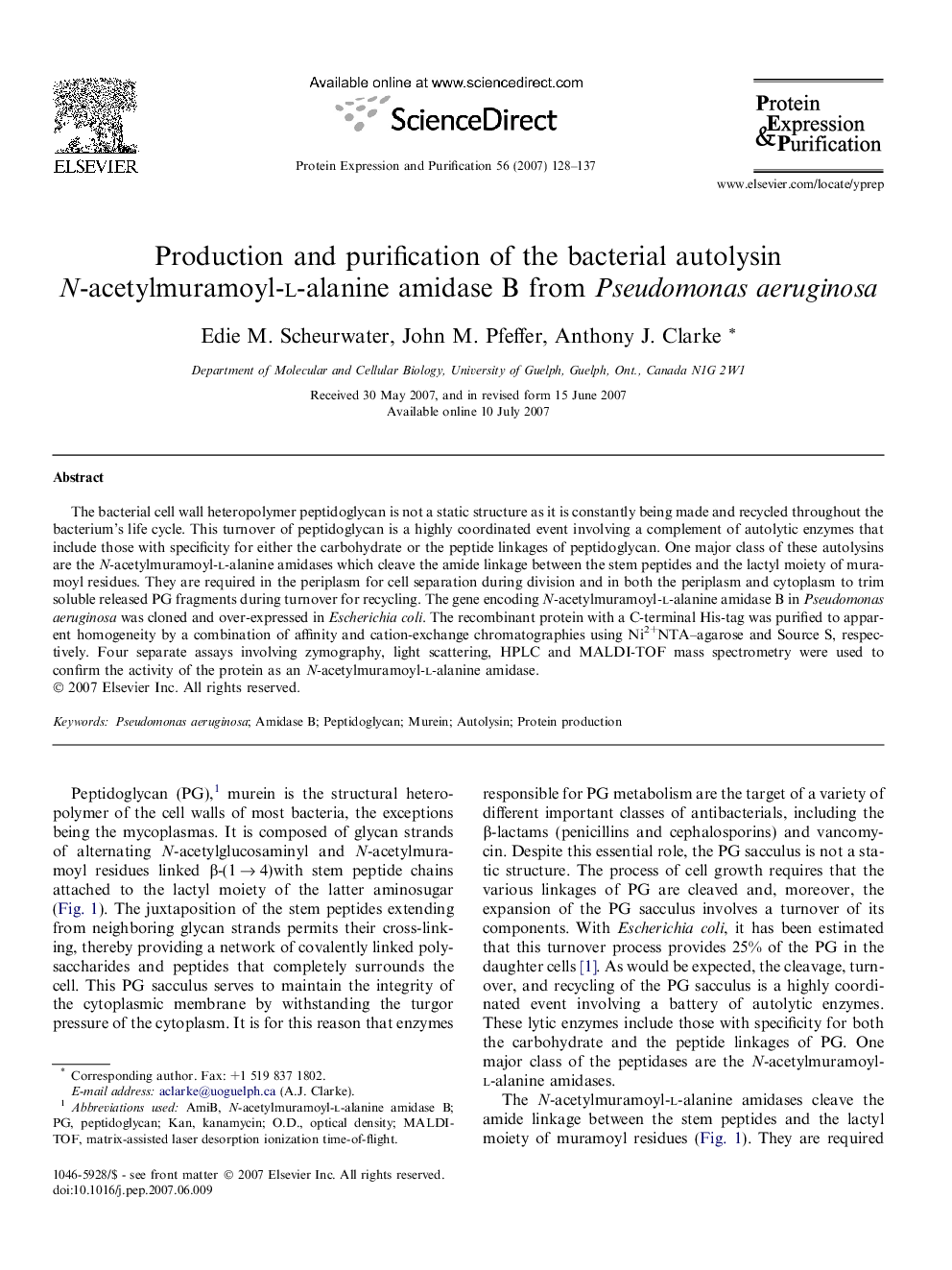 Production and purification of the bacterial autolysin N-acetylmuramoyl-l-alanine amidase B from Pseudomonas aeruginosa