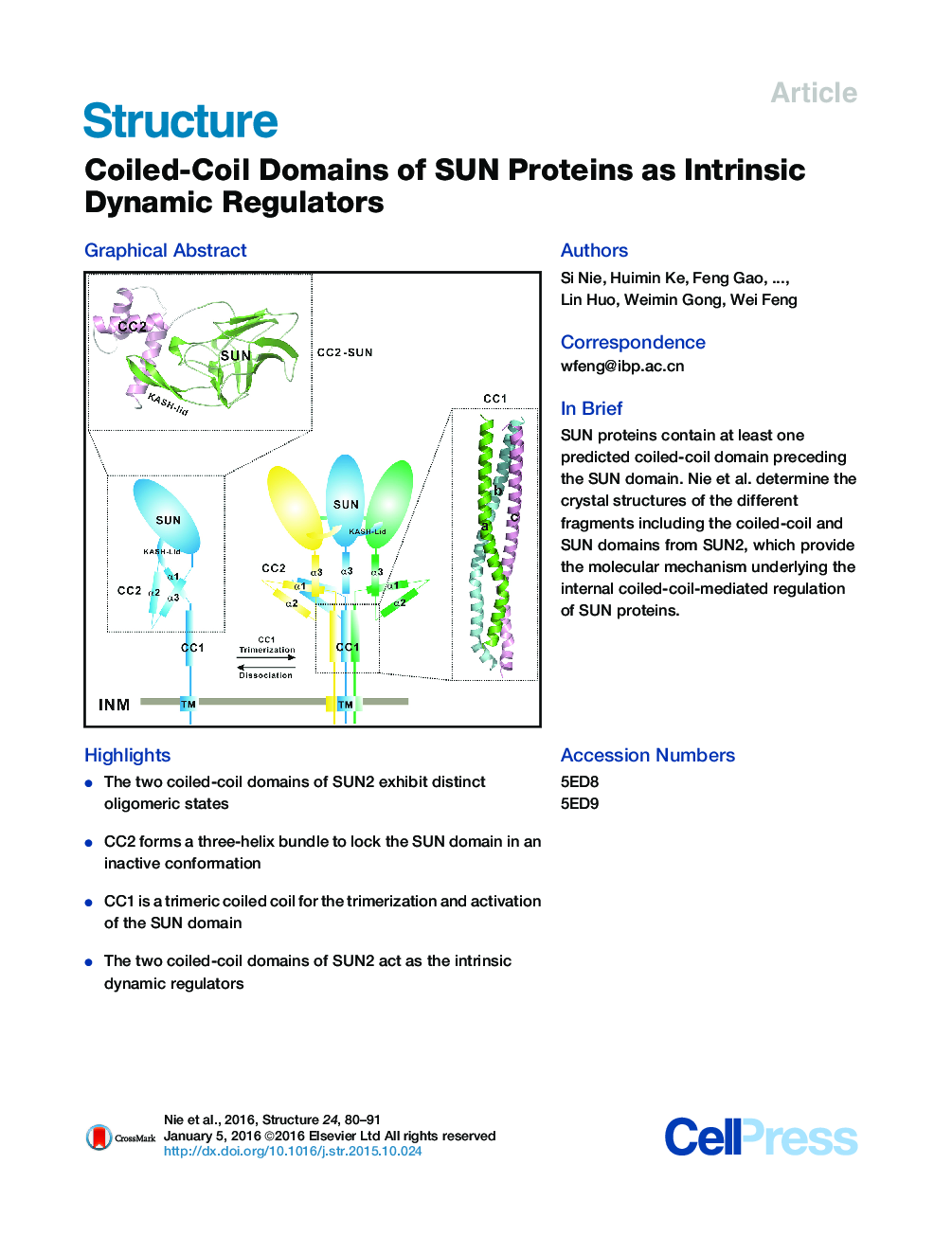 Coiled-Coil Domains of SUN Proteins as Intrinsic Dynamic Regulators