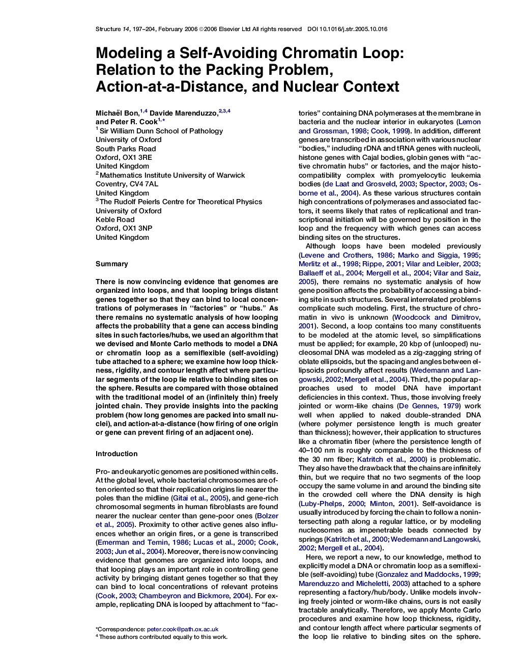 Modeling a Self-Avoiding Chromatin Loop: Relation to the Packing Problem, Action-at-a-Distance, and Nuclear Context