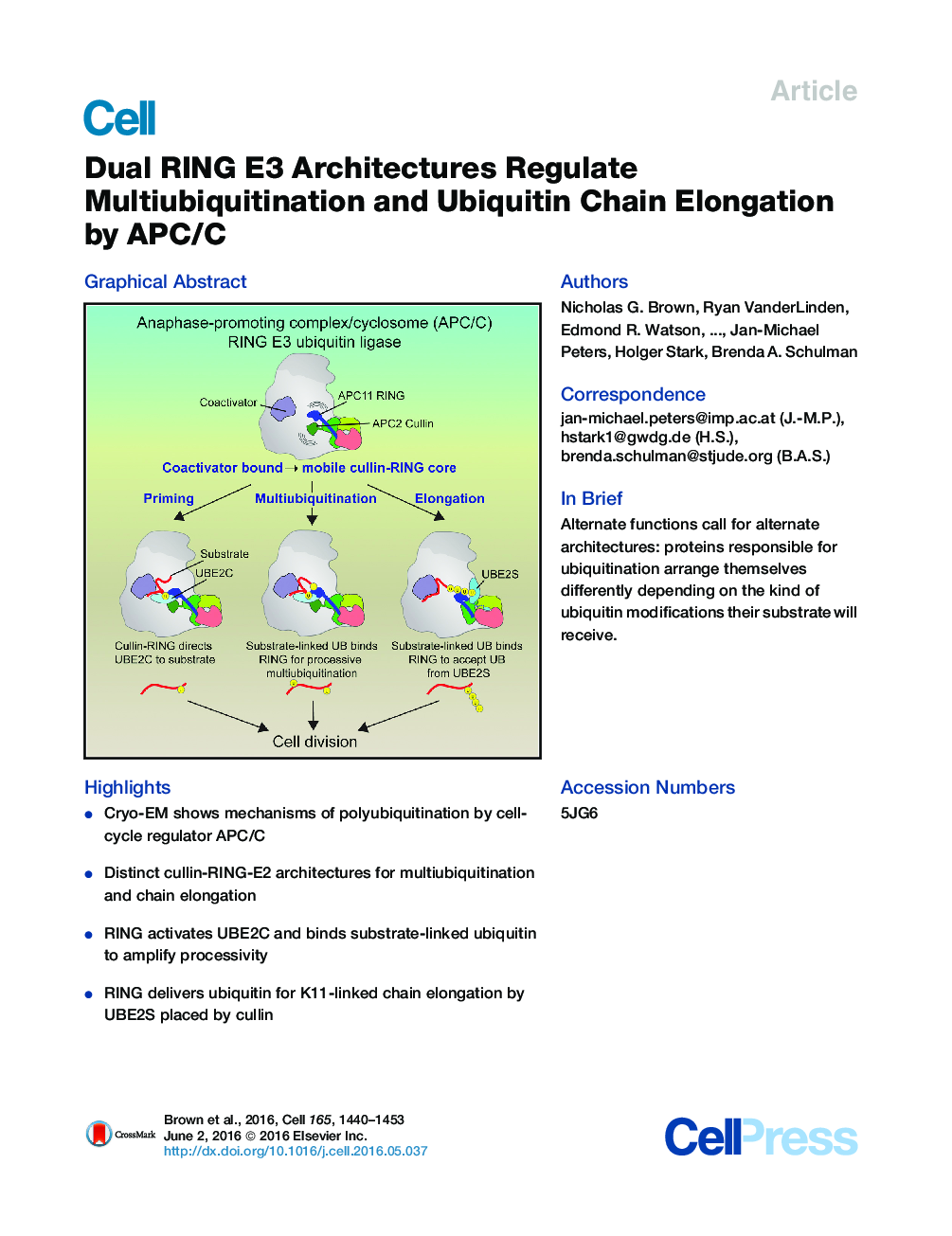 Dual RING E3 Architectures Regulate Multiubiquitination and Ubiquitin Chain Elongation by APC/C