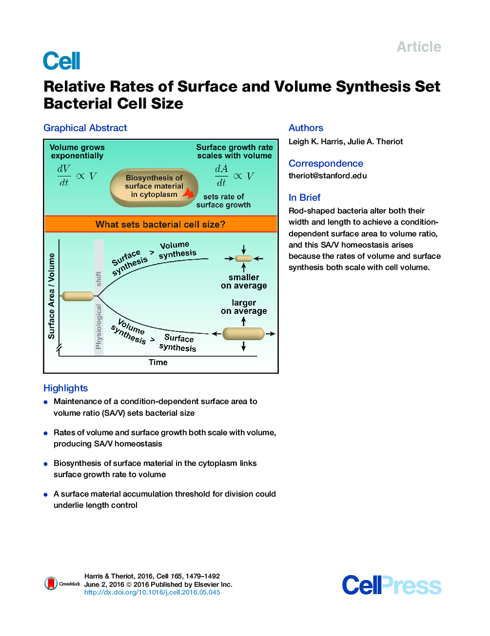 Relative Rates of Surface and Volume Synthesis Set Bacterial Cell Size