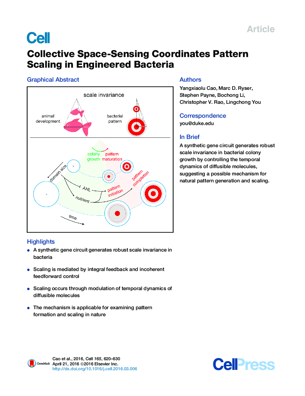 Collective Space-Sensing Coordinates Pattern Scaling in Engineered Bacteria