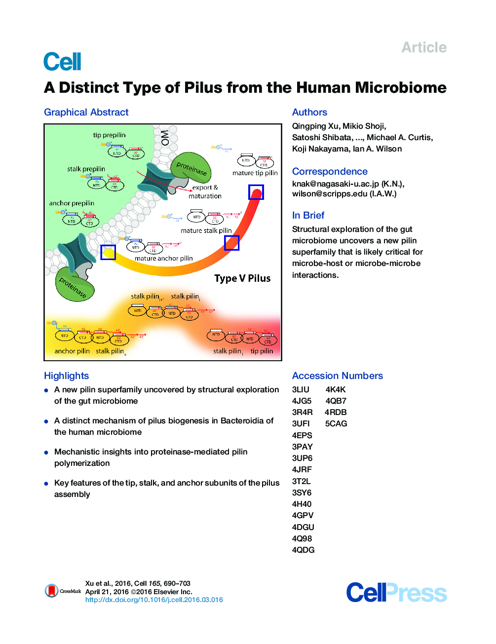 A Distinct Type of Pilus from the Human Microbiome