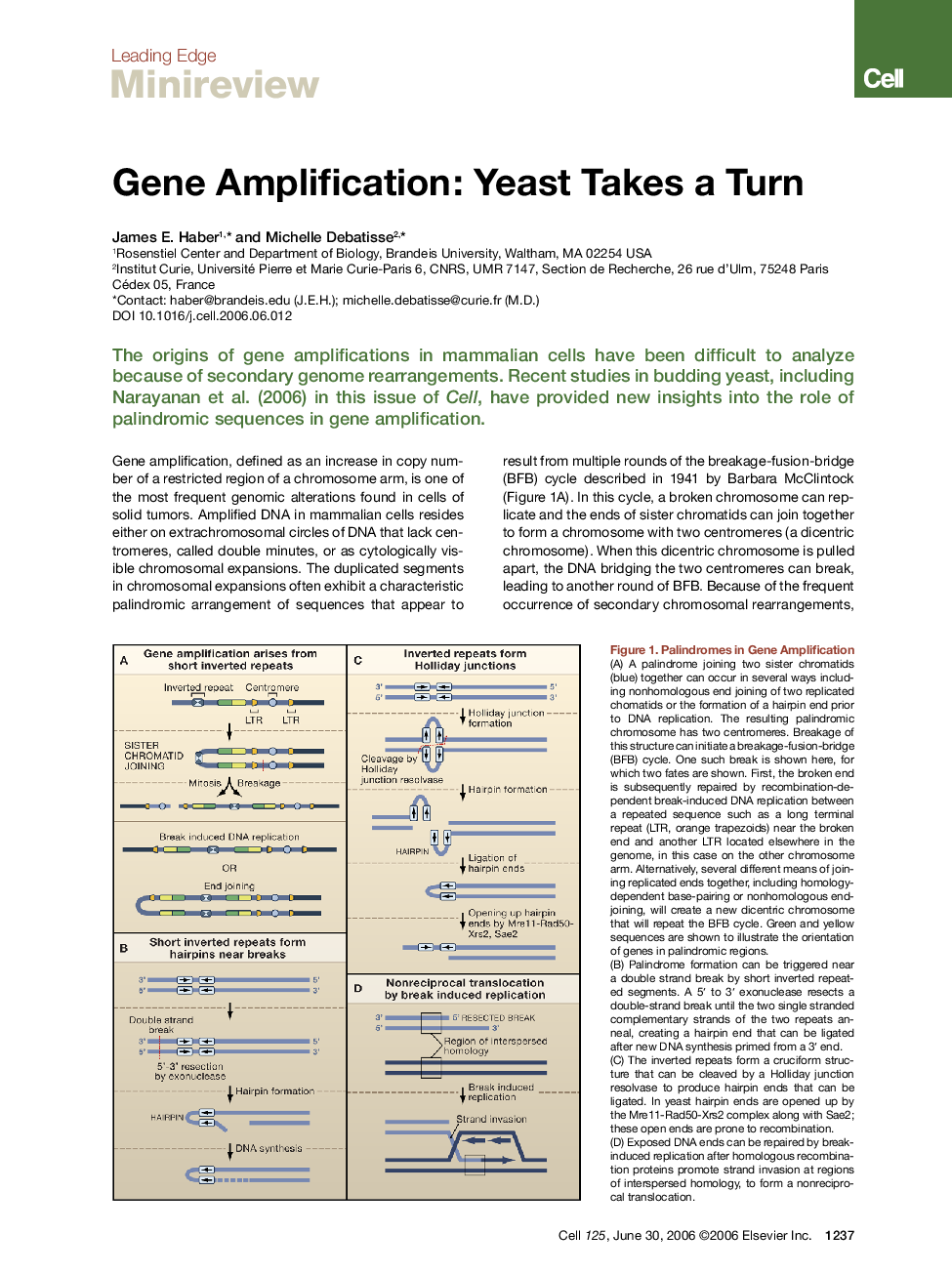 عکس صفحه اول مقاله: Gene Amplification: Yeast Takes a Turn Gene Amplification: Yeast Takes a Turn
