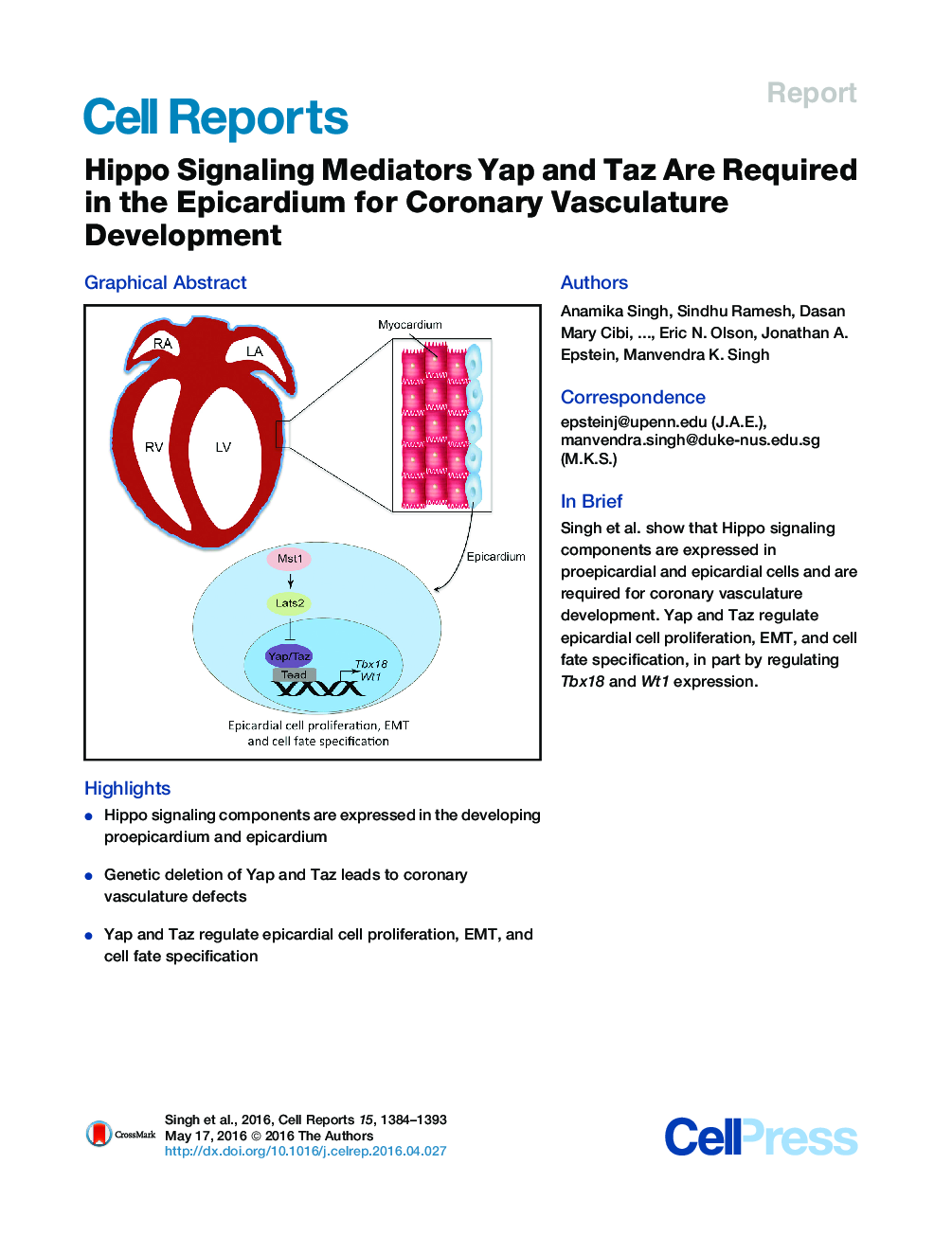 Hippo Signaling Mediators Yap and Taz Are Required in the Epicardium for Coronary Vasculature Development