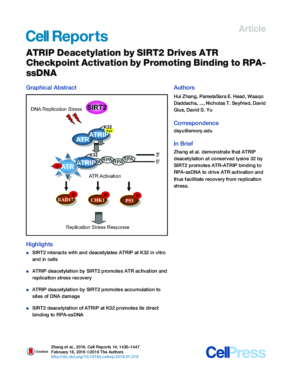 ATRIP Deacetylation by SIRT2 Drives ATR Checkpoint Activation by Promoting Binding to RPA-ssDNA 