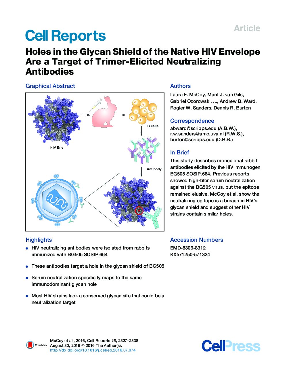 Holes in the Glycan Shield of the Native HIV Envelope Are a Target of Trimer-Elicited Neutralizing Antibodies