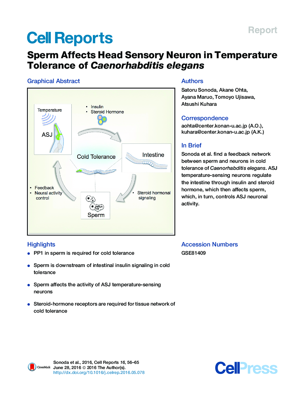 Sperm Affects Head Sensory Neuron in Temperature Tolerance of Caenorhabditis elegans