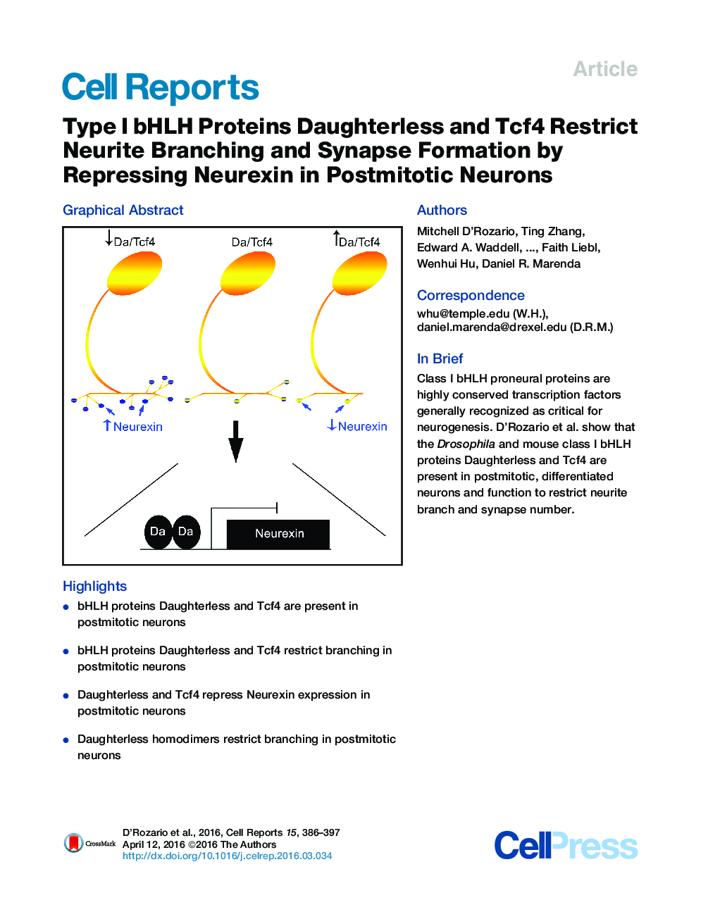 Type I bHLH Proteins Daughterless and Tcf4 Restrict Neurite Branching and Synapse Formation by Repressing Neurexin in Postmitotic Neurons