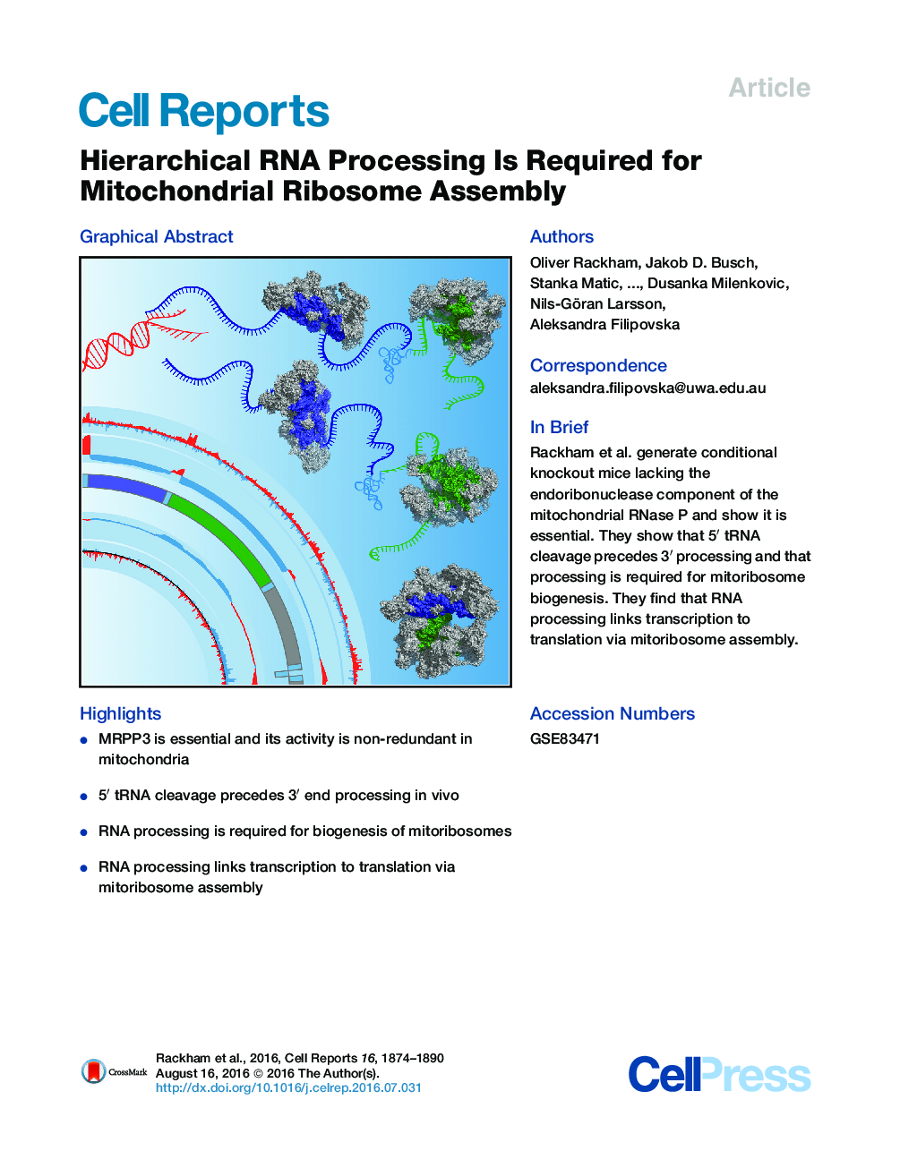 Hierarchical RNA Processing Is Required for Mitochondrial Ribosome Assembly