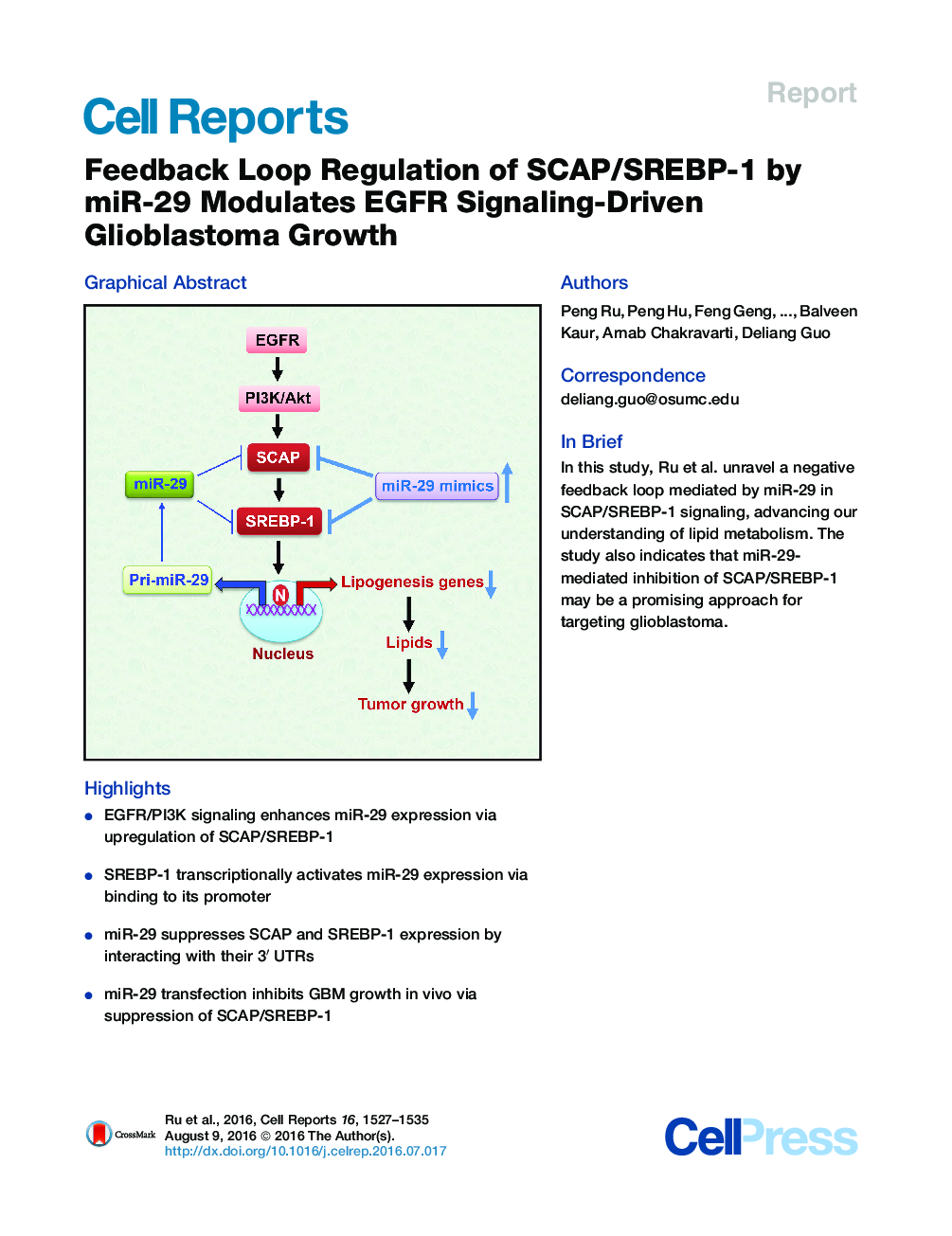 Feedback Loop Regulation of SCAP/SREBP-1 by miR-29 Modulates EGFR Signaling-Driven Glioblastoma Growth