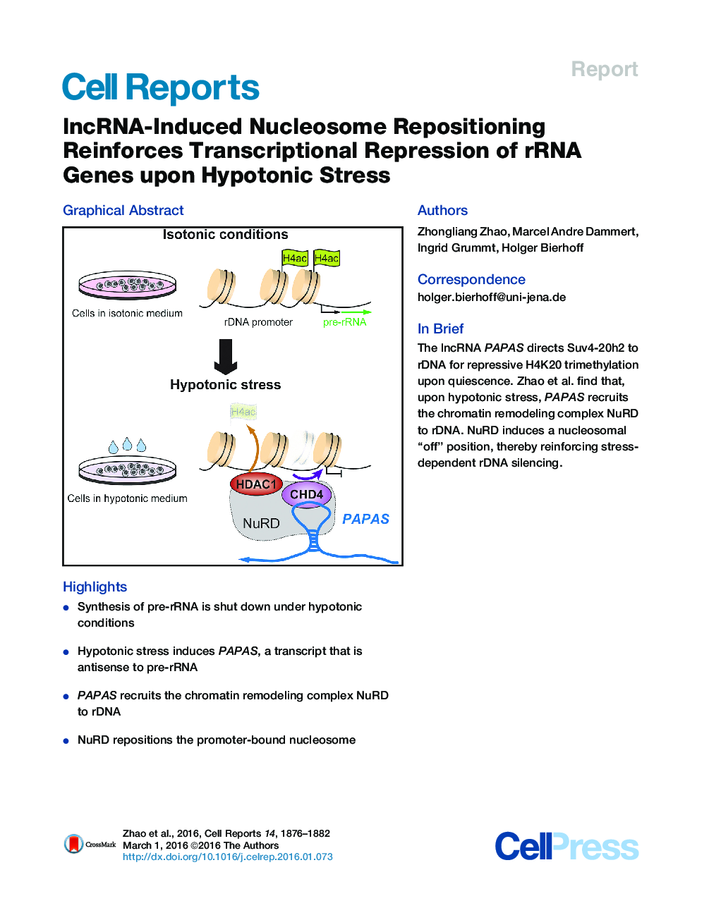 lncRNA-Induced Nucleosome Repositioning Reinforces Transcriptional Repression of rRNA Genes upon Hypotonic Stress 