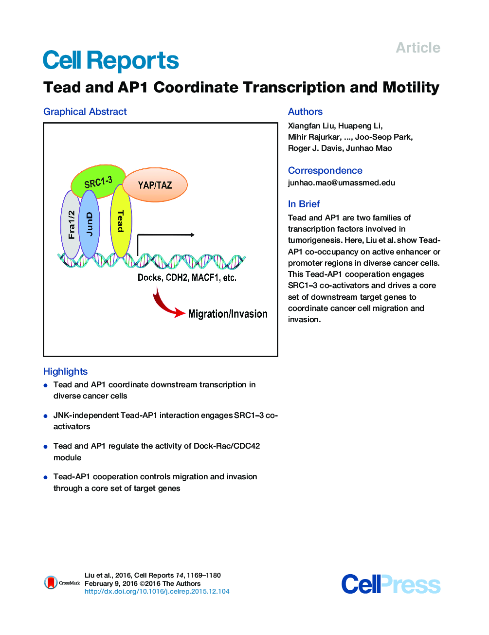 Tead and AP1 Coordinate Transcription and Motility 