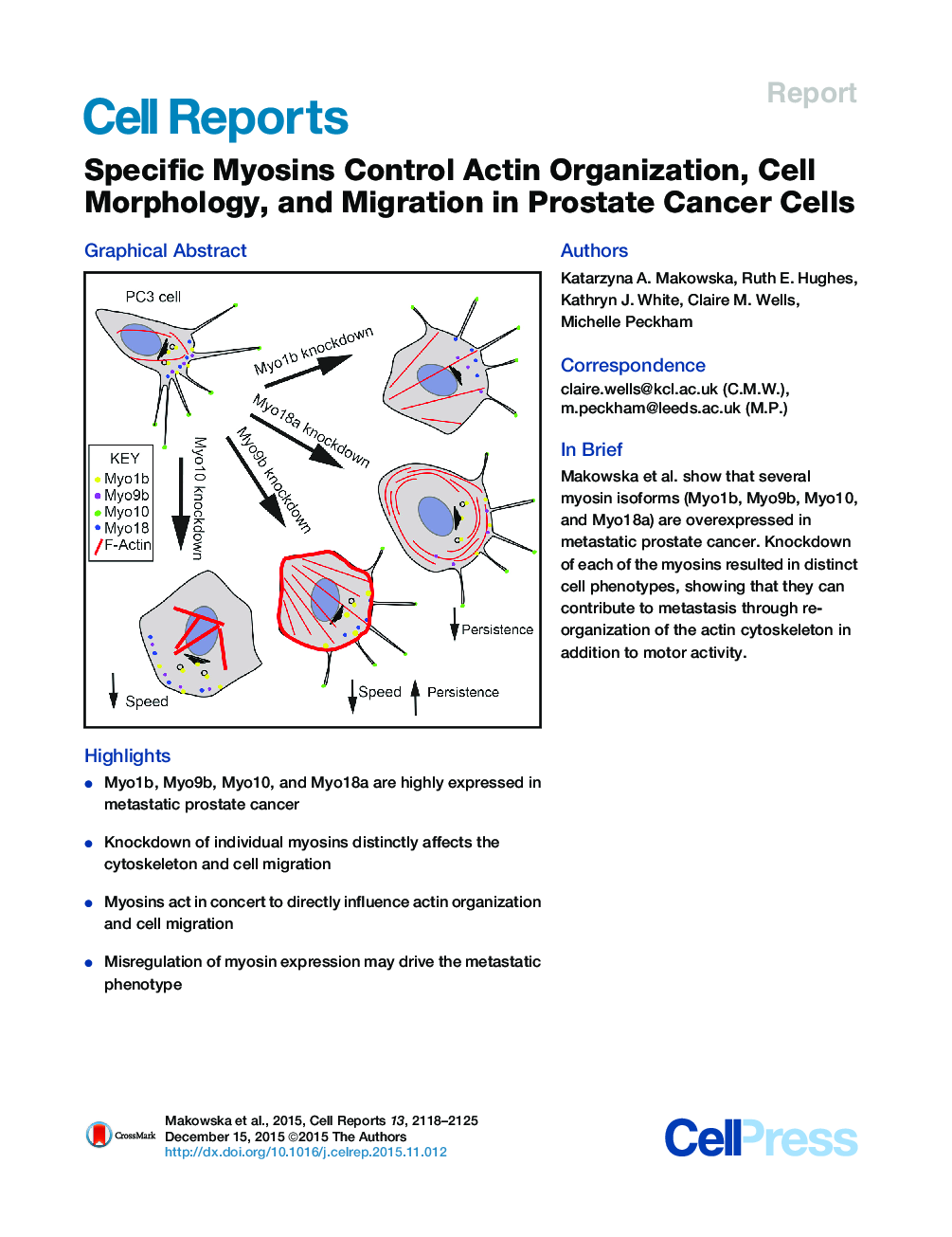 Specific Myosins Control Actin Organization, Cell Morphology, and Migration in Prostate Cancer Cells 