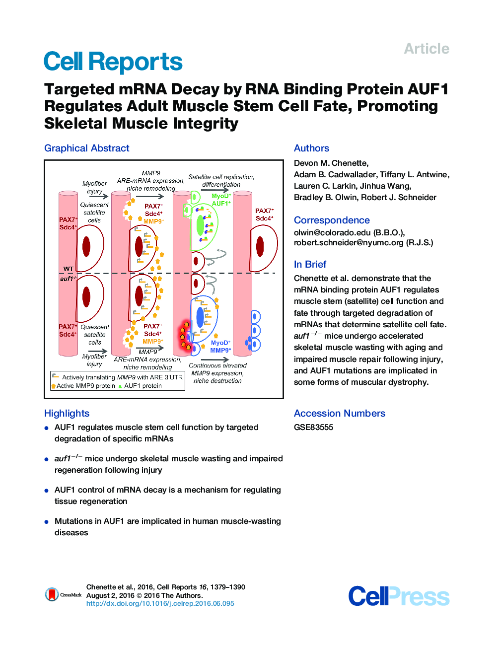 Targeted mRNA Decay by RNA Binding Protein AUF1 Regulates Adult Muscle Stem Cell Fate, Promoting Skeletal Muscle Integrity