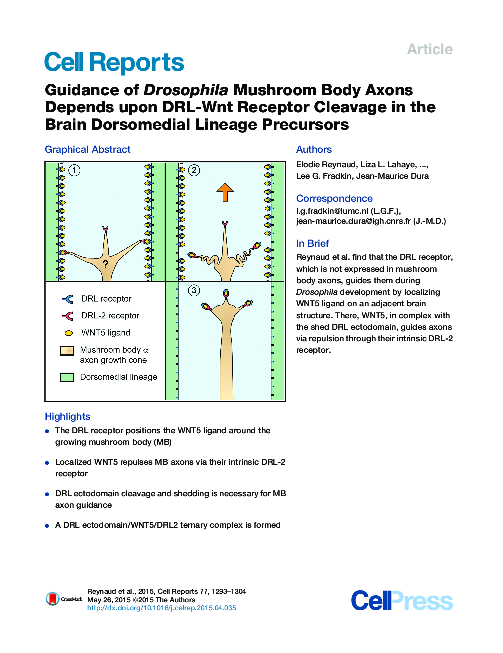 Guidance of Drosophila Mushroom Body Axons Depends upon DRL-Wnt Receptor Cleavage in the Brain Dorsomedial Lineage Precursors 