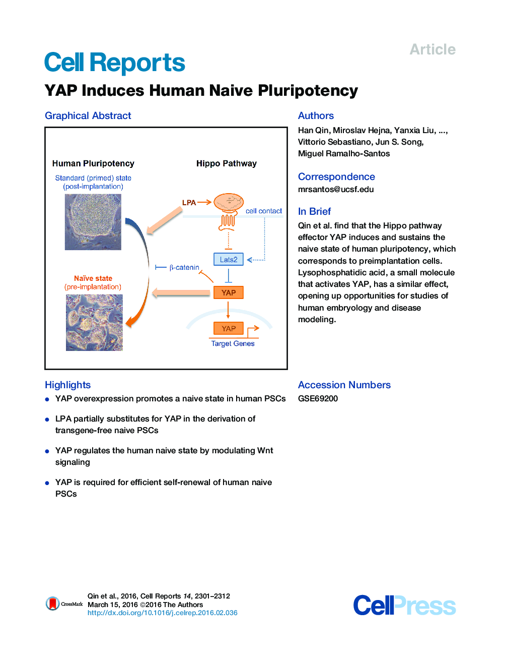 YAP Induces Human Naive Pluripotency 