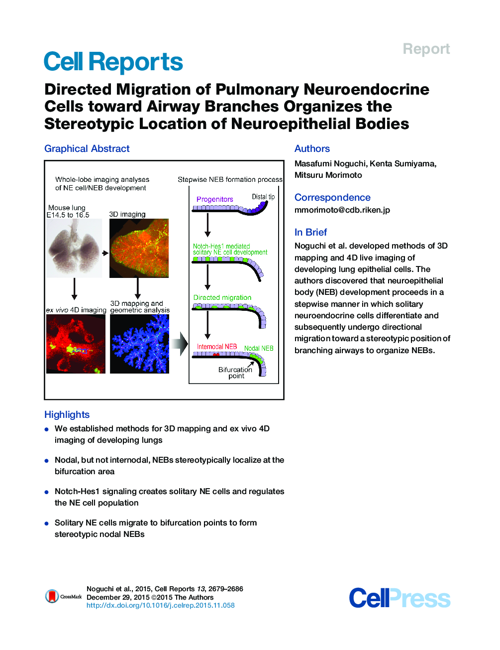 Directed Migration of Pulmonary Neuroendocrine Cells toward Airway Branches Organizes the Stereotypic Location of Neuroepithelial Bodies 