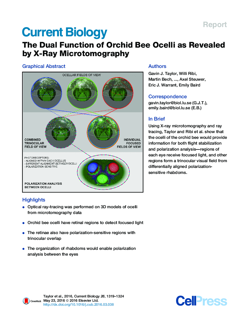 The Dual Function of Orchid Bee Ocelli as Revealed by X-Ray Microtomography