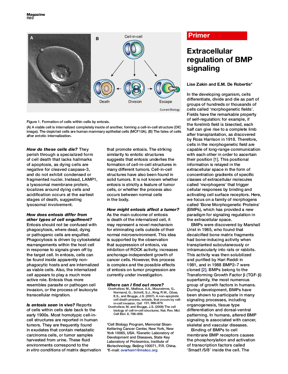 Extracellular regulation of BMP signaling