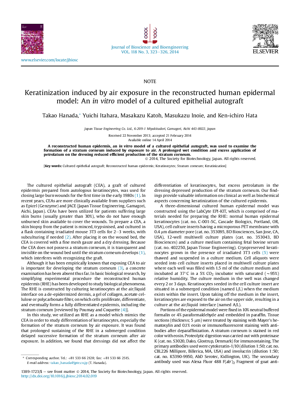 Keratinization induced by air exposure in the reconstructed human epidermal model: An in vitro model of a cultured epithelial autograft