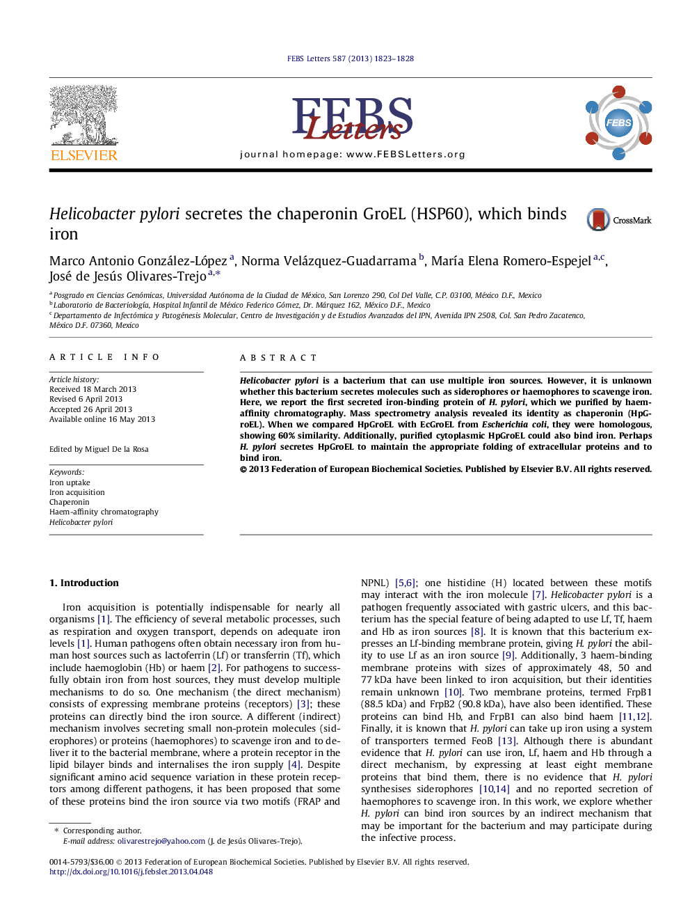 Helicobacter pylori secretes the chaperonin GroEL (HSP60), which binds iron