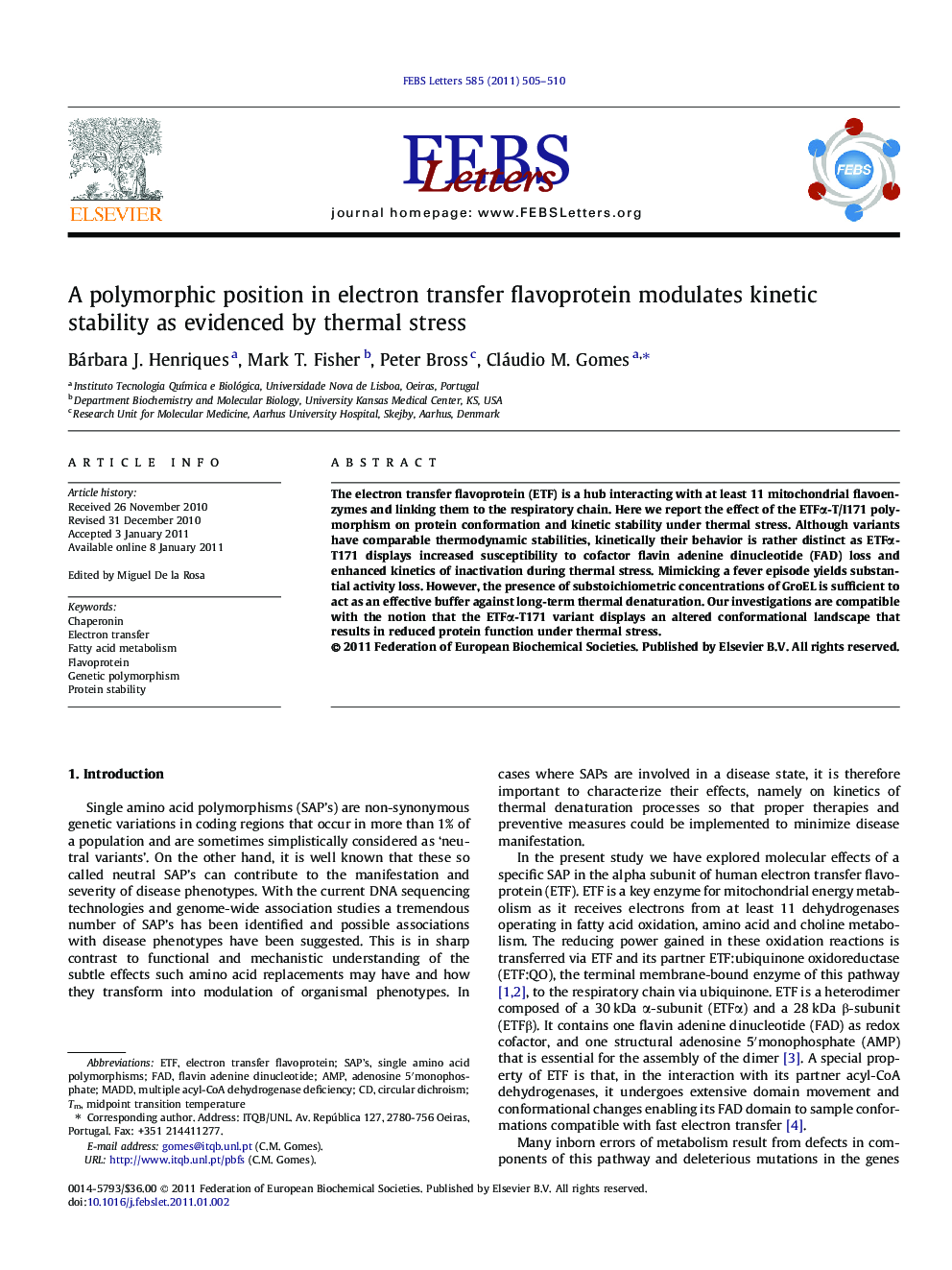 A polymorphic position in electron transfer flavoprotein modulates kinetic stability as evidenced by thermal stress