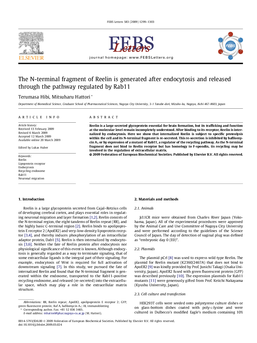 The N-terminal fragment of Reelin is generated after endocytosis and released through the pathway regulated by Rab11