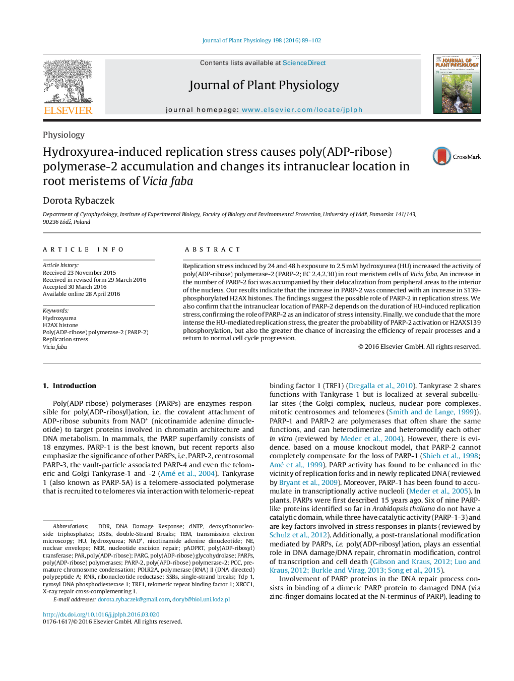 Hydroxyurea-induced replication stress causes poly(ADP-ribose) polymerase-2 accumulation and changes its intranuclear location in root meristems of Vicia faba