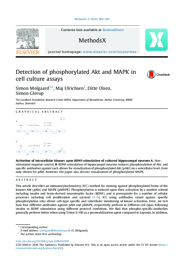 Detection of phosphorylated Akt and MAPK in cell culture assays