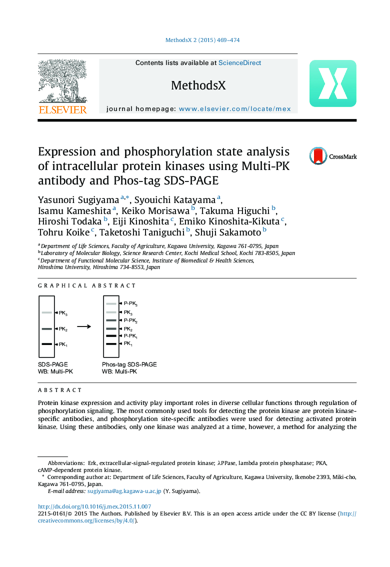 Expression and phosphorylation state analysis of intracellular protein kinases using Multi-PK antibody and Phos-tag SDS-PAGE