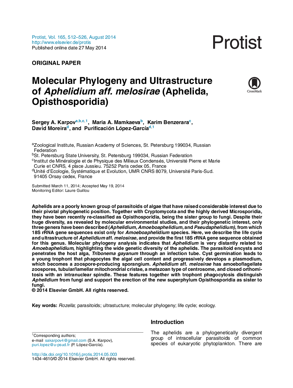 Molecular Phylogeny and Ultrastructure of Aphelidium aff. melosirae (Aphelida, Opisthosporidia)