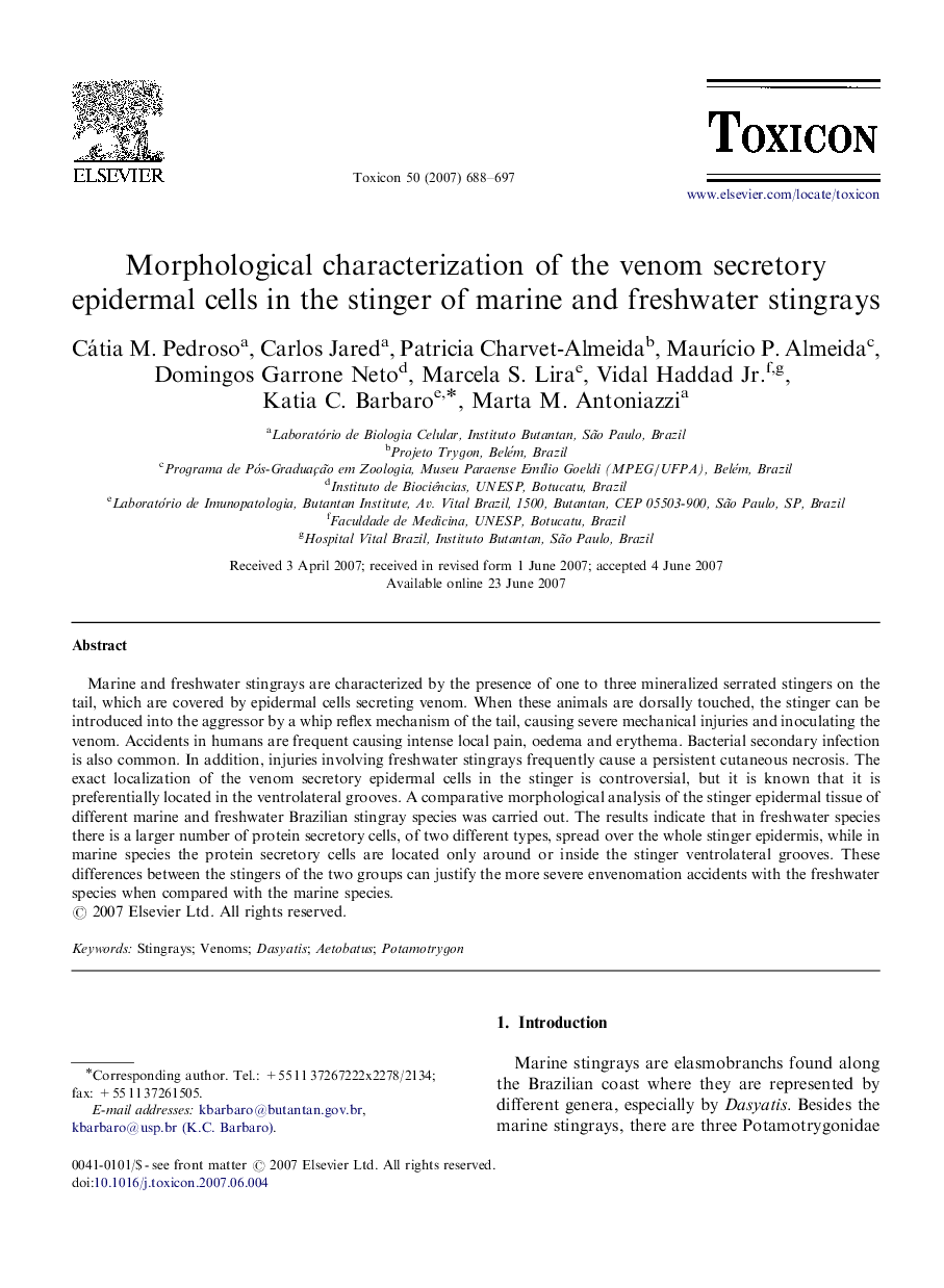 Morphological characterization of the venom secretory epidermal cells in the stinger of marine and freshwater stingrays